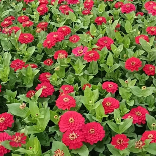青州市百日草，百日菊，百日草基地，山东百日草