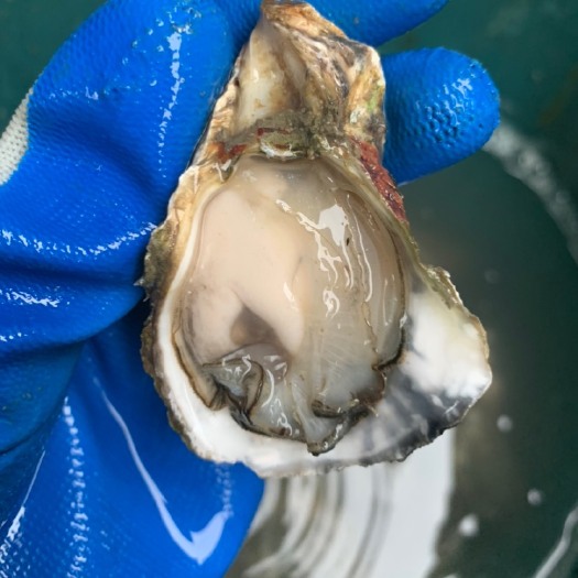 饶平县生蚝批发零售生蚝鲜活带壳生蚝海蛎子牡蛎海鲜水产品