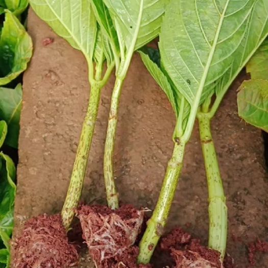 昆明德国八仙花 绣球花苗无尽夏种苗四季开花 云南直供