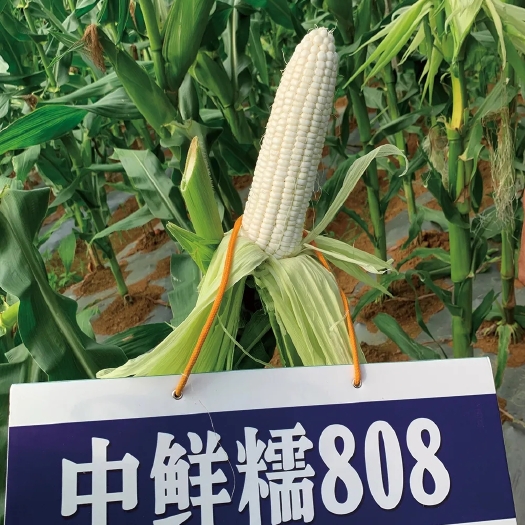 东方市中鲜糯808玉米种子，产量高，大个，甜度高，品质好，质量保障