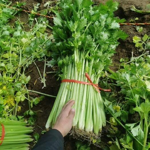 芹菜玻璃翠