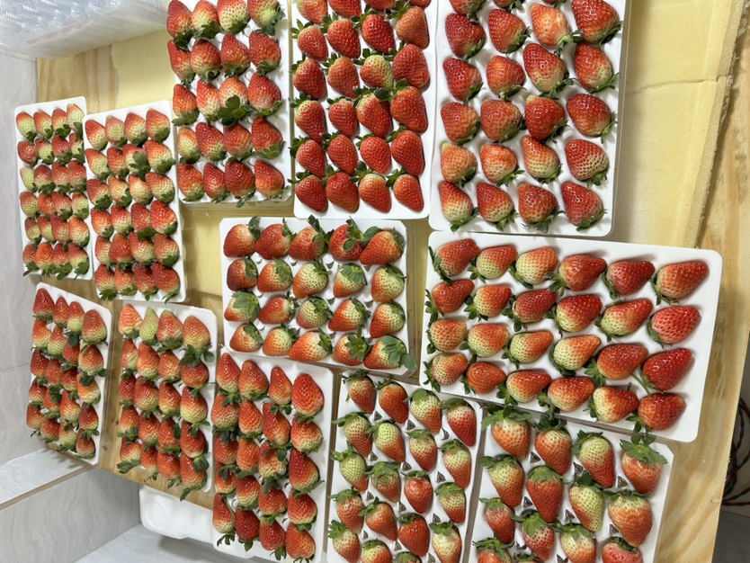 云南冬季牛奶草莓奶茶蛋糕烘焙糖葫芦冬季甜草莓,奶油香，水晶盒