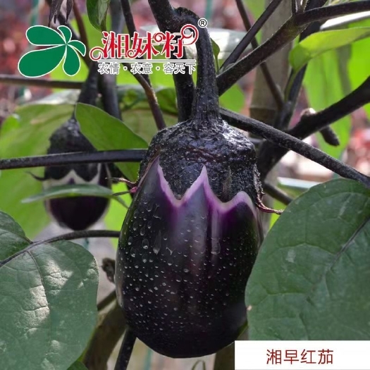 武汉湘妹子优品湘早红茄茄子种子早熟圆形紫茄 耐寒喜肥抗病丰产