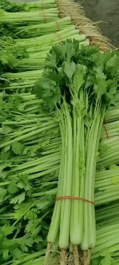 怀远县优美香芹实心