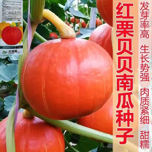 衡阳红贝贝南瓜种籽香甜糯小南瓜种子果蔬种子