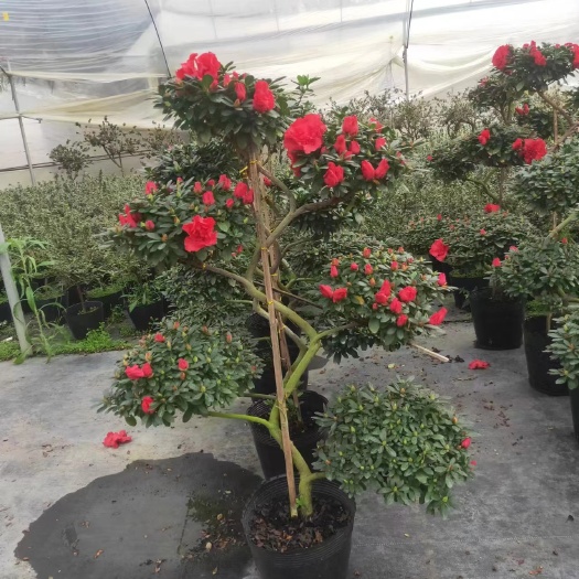 漳平市造型游龙杜鹃花大量供应长期有货质量保证承接绿化工程