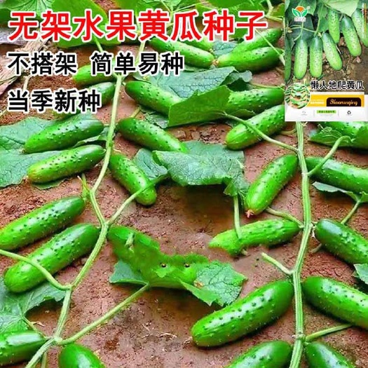 衡阳满地爬水果黄瓜种籽 旱黄瓜阳台春秋蔬菜种子