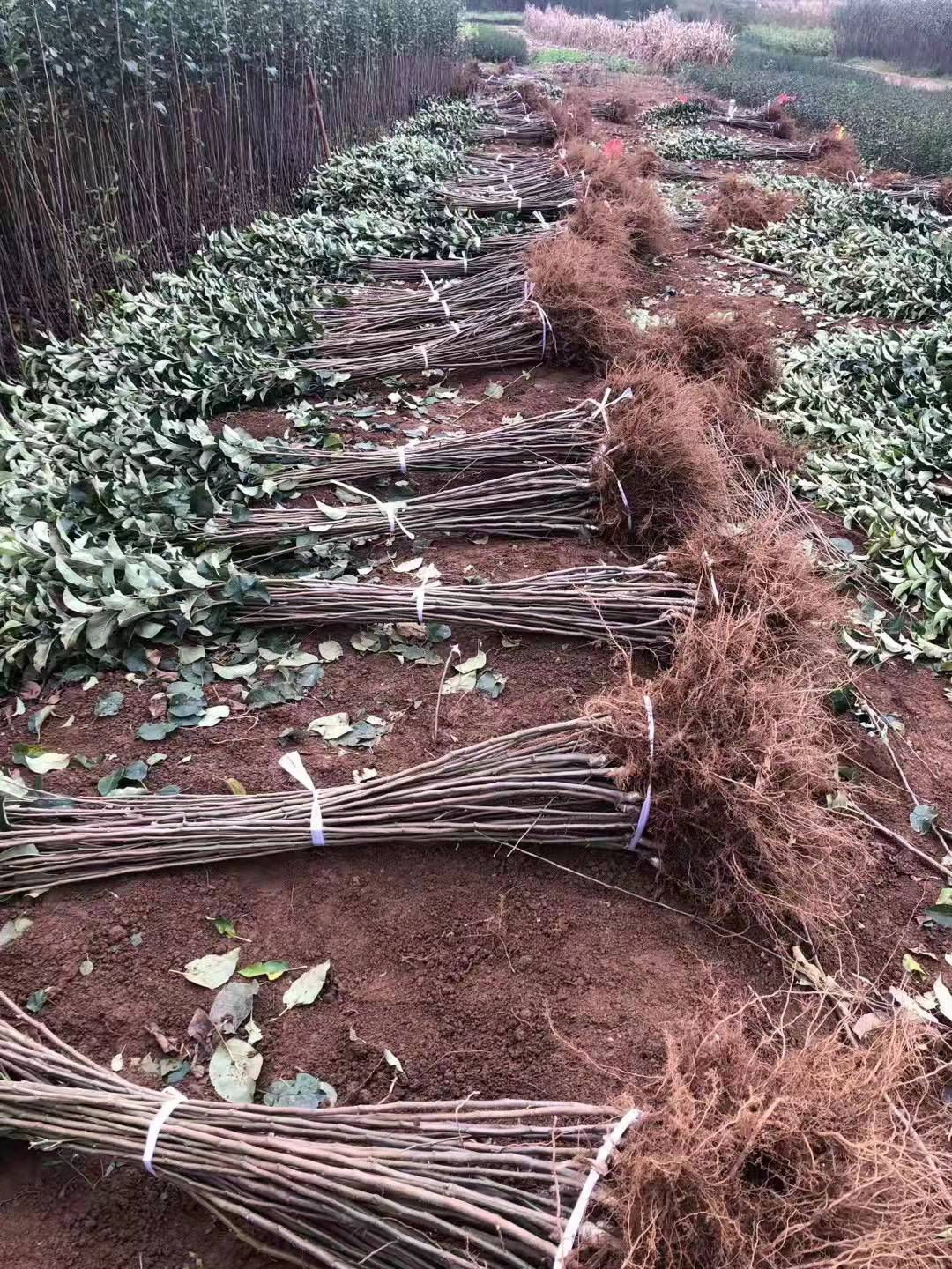 神富六号苹果苗嫁接苗基地直销，现挖现发，南北方可种植