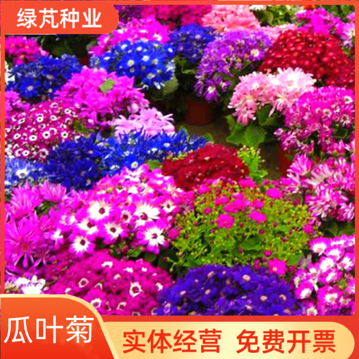 瓜叶菊种子庭院花卉春播花种籽子室内阳台易种花籽室内种孑花种子