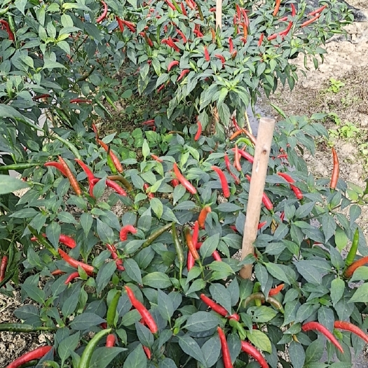 阳春市朝天椒，特红特辣耐运输