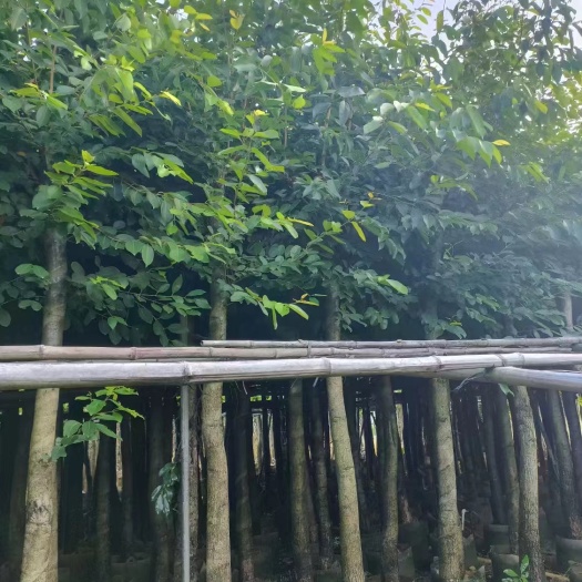 普宁市海南蒲桃产地直销米径5-8-10-12公分袋苗价格低