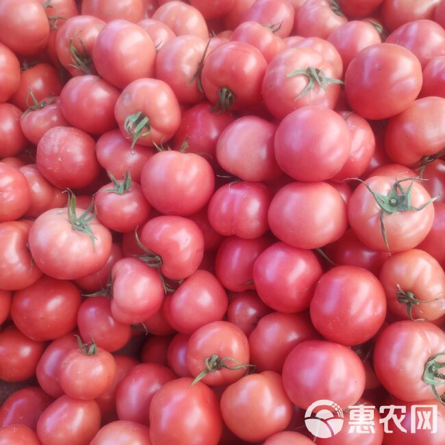 大量供应普罗旺斯西红柿，口感好，是电商，超市品种。