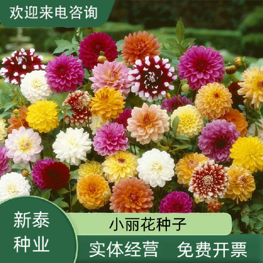 重瓣小丽花种籽大丽花四季播种开花易活庭院室外草花太阳花种籽孑
