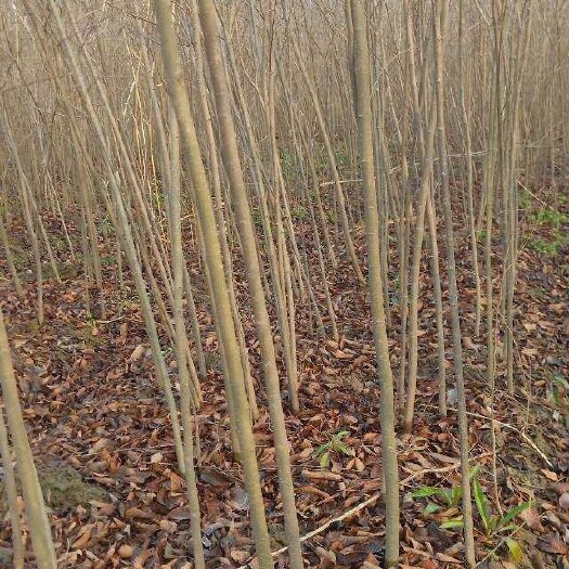 常州自家苗圃出售当年朴树小苗现挖现上车全国物流发货。