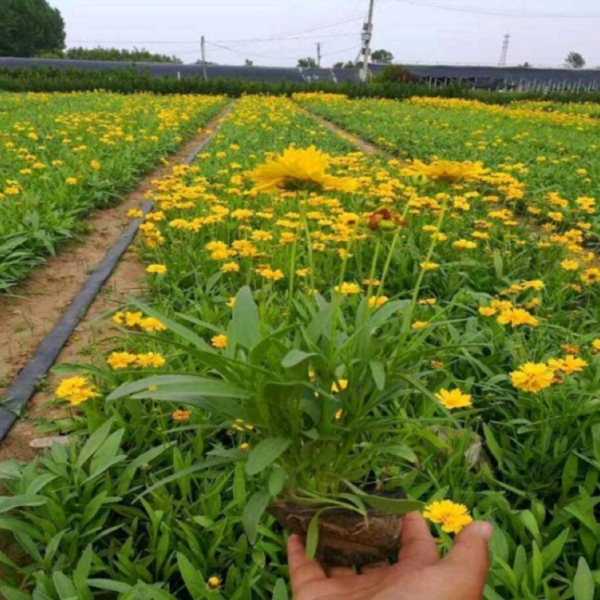 大金鸡菊