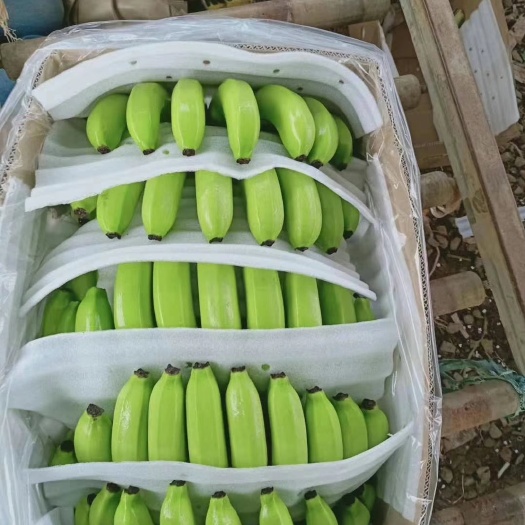 老挝香蕉