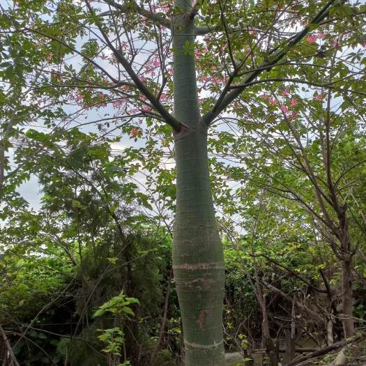 佛山大腹木棉