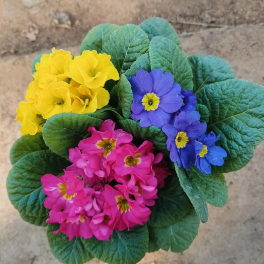 青州市报春花，时令草花，花小密集，颜色多，花镜花坛绿化工程电商等
