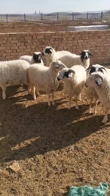 宁夏盐池县宁夏滩羊，绒山羊，胡羊，养殖合作社长期大量出售！