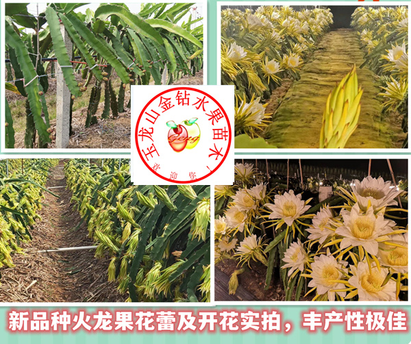 仪陇县火龙果苗（新品种），红心火龙果苗，果大产量高，抗冻耐寒能力强