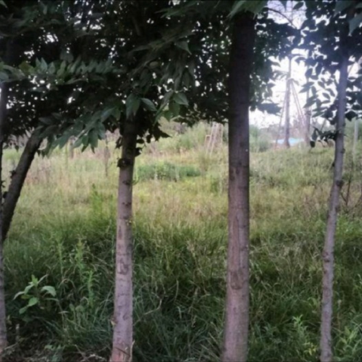 长沙颠朴树