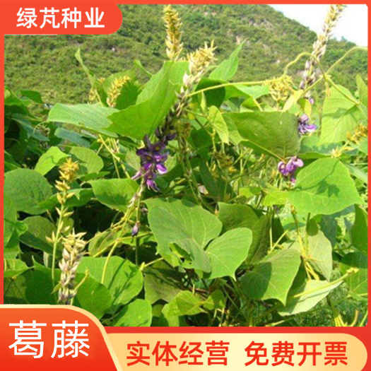 沭阳县葛藤葛藤种子山坡边坡绿化葛藤种子爬藤植物沙土巩固葛藤草种