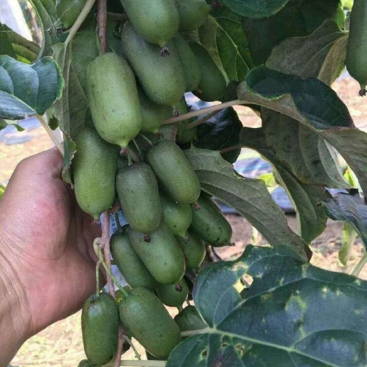 软枣猕猴桃苗 龙成二号苗 根系发达 提供种植技术