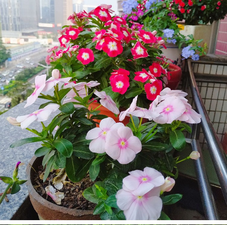 耐寒花种长春花种子日日春天天开种子四季开花易活花籽庭院观赏草