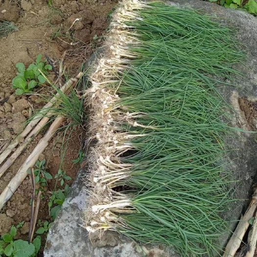 興義市貴州野生苦蒜