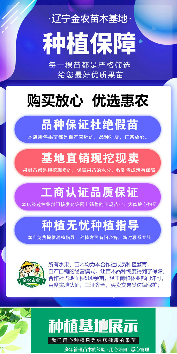 辽宁俄罗斯8号樱桃苗 马哈利根嫁接 耐寒含香大樱桃树苗