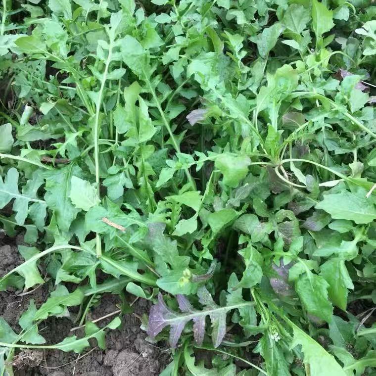 荠菜种子野菜籽大叶荠菜种籽芽率高 春秋种植耐寒野生长速度快