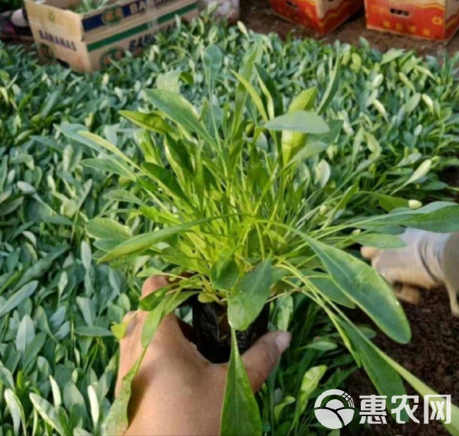 大金鸡菊