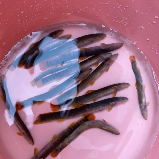 冰鲜红尾副鳅，钢鳅，石钢鳅