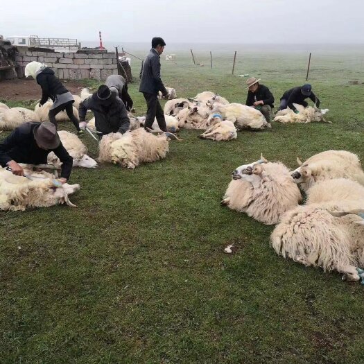 甘肃省张掖的羊，无膻味肉质细腻来自北纬37°的大自然有机牧场