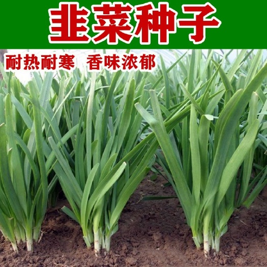 衡阳白根韭菜种子四季韭菜籽