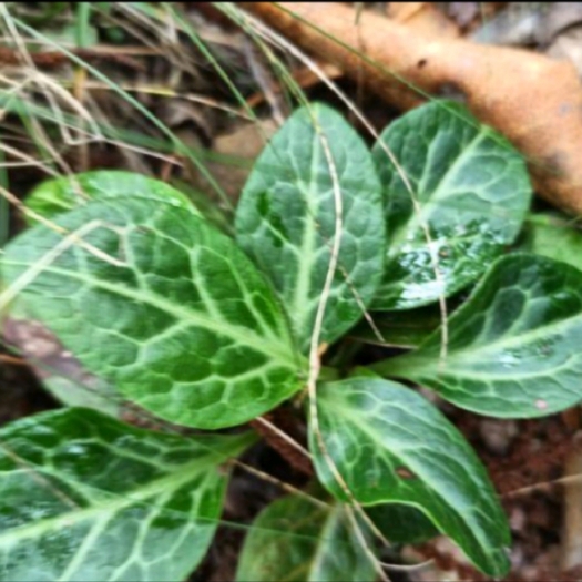 长沙鹿蹄草