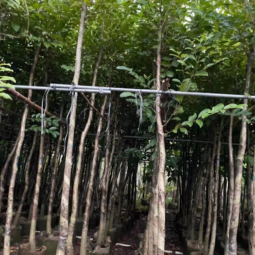 普宁市海南蒲桃清场处理，海南蒲桃产地供应商