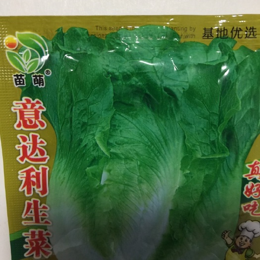 长沙四季甜脆玻璃生菜种子脆嫩生吃生菜种籽阳台四季盆栽春季蔬菜种孑