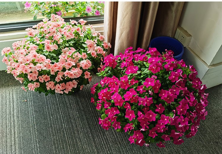 耐寒花种长春花种子日日春天天开种子四季开花易活花籽庭院观赏草