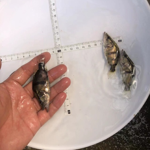 广州鳜鱼苗桂花鱼苗