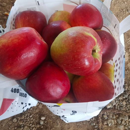 昭通红露苹果苗