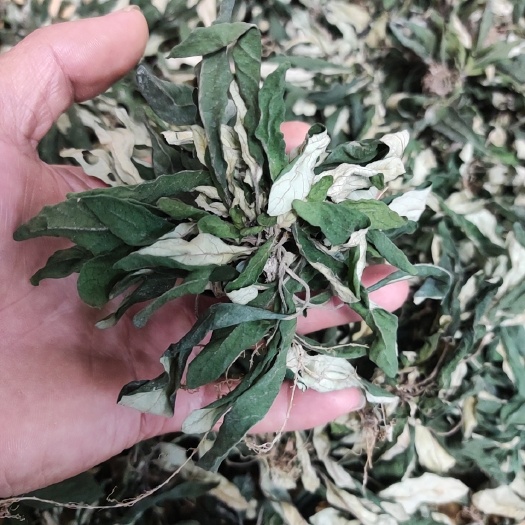 肇庆白背草，白花地斩头，水洗干净晒干，质量有保证，顺丰包邮到家。