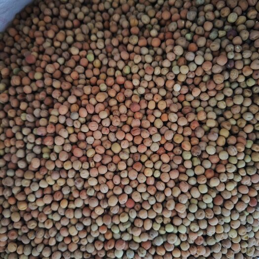 勐腊县无须豌豆尖，无须豌豆种子，无须豌豆苗。发芽率高。