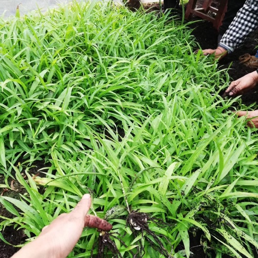 紫花白芨直播苗，中宽叶和大宽叶品种