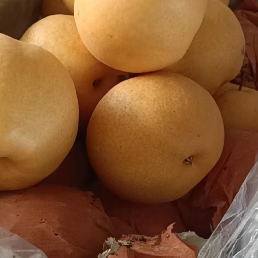 宁阳县山东泰安晚秋雪花蜜梨批量出库了
