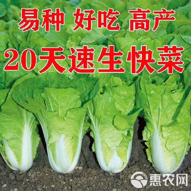 快菜种子20天成熟四季速生耐热耐湿蔬菜种子大小白菜种子杂交种