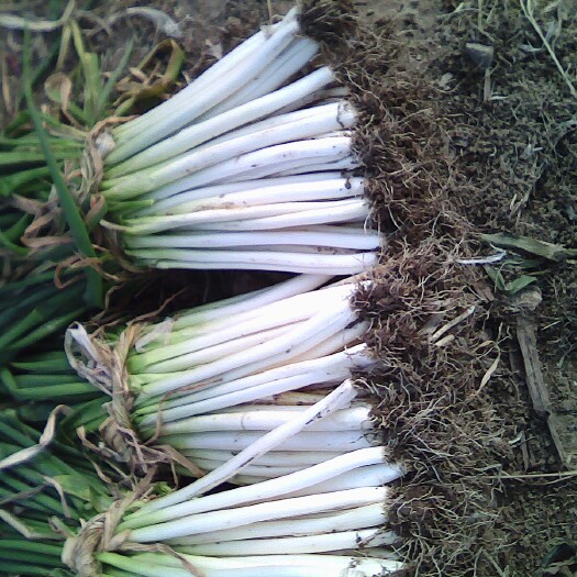 唐河县蔬菜基地