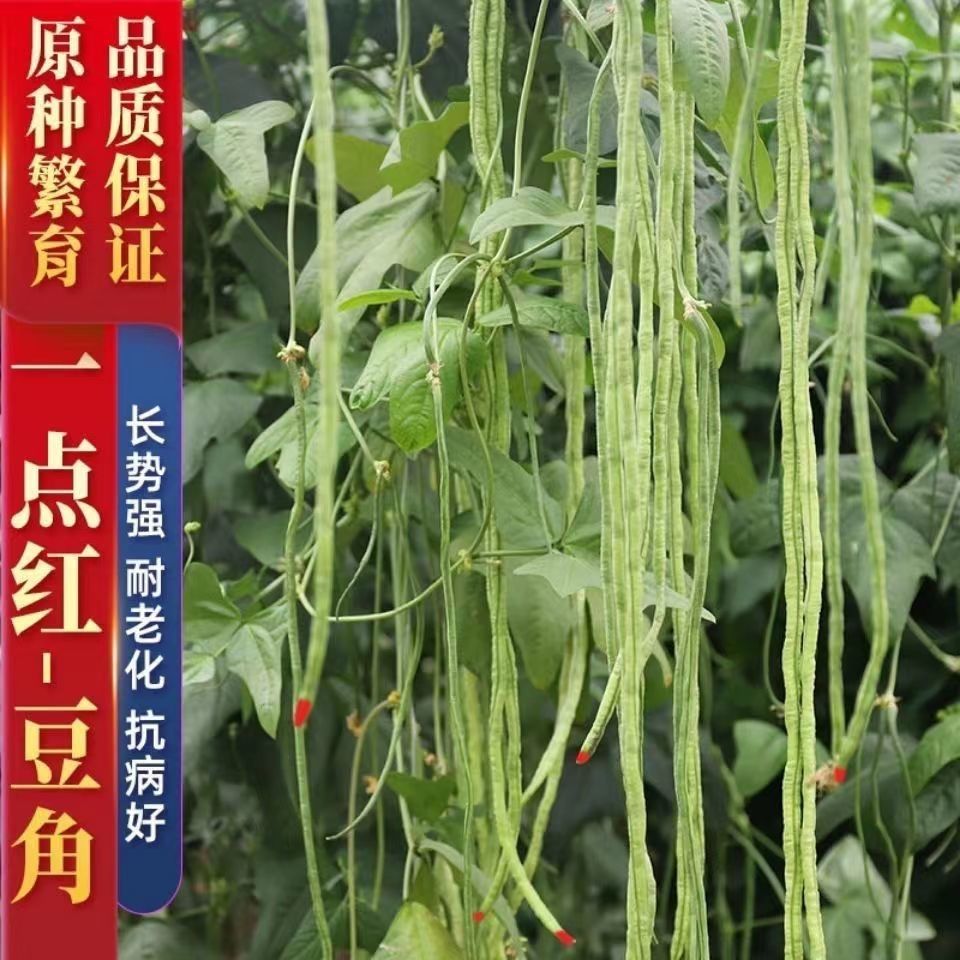 武汉宁豇豆三一点红豆角种子四季播长豇豆籽架豆一点红长豆角蔬菜种子