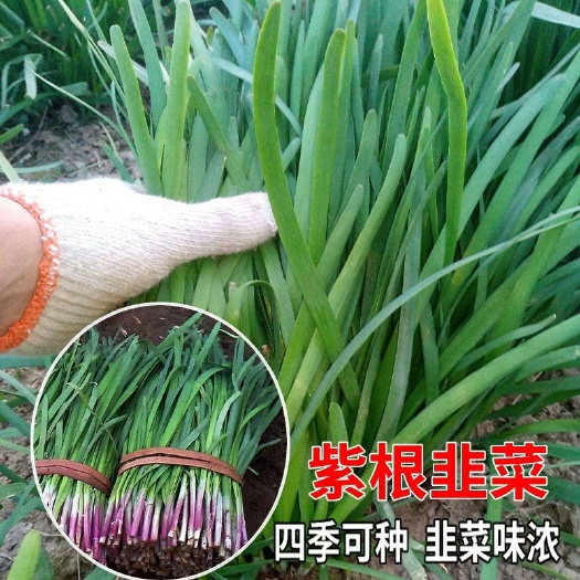 衡阳紫根韭菜种子四季种籽子根红宽叶根苗蔬菜种子