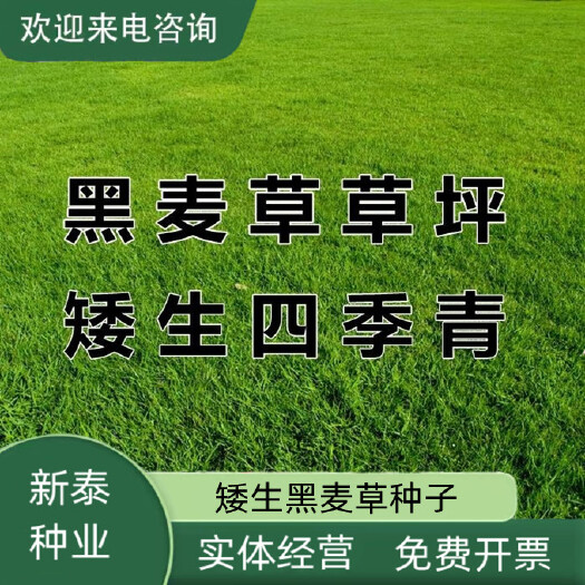 沭阳县热卖草子绿化草籽黑麦草种子四季常青庭院护坡固土草坪种子黑麦草